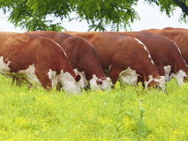 皇竹草養牛，種植皇竹草牧草一畝地可以養殖多少牛？