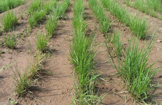 多年生黑麥草在我國的發展形式為何會這么的好? 多年生黑麥草在我國的發展形式為何會這么的好?