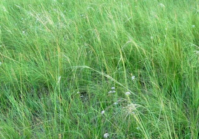 耐活堿草農(nóng)作物,要知道它的生物特性,種植起來很簡單 耐活堿草農(nóng)作物,要知道它的生物特性,種植起來很簡單