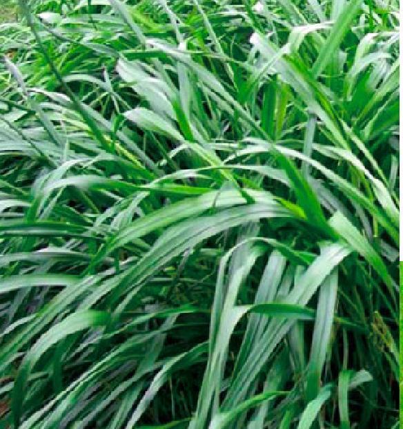 冬牧—70黑麥草牧草種子 冬牧—70黑麥草牧草種子