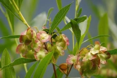 車(chē)桑子繁殖方式以及主要經(jīng)濟(jì)價(jià)值 車(chē)桑子繁殖方式以及主要經(jīng)濟(jì)價(jià)值