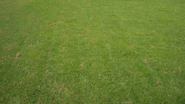 草坪綠化中的王者,護坡能力強大的的剪股穎草種 草坪綠化中的王者,護坡能力強大的的剪股穎草種