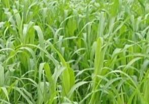 高丹草如何養殖,種植方法是什么? 高丹草如何養殖,種植方法是什么?