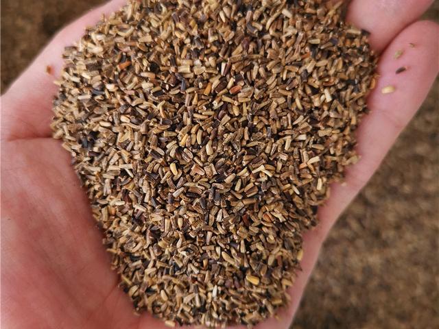 菊苣的主要價值及種植技術介紹 菊苣的主要價值及種植技術介紹