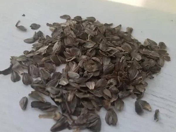 串葉松香草的營養價值以及栽培技術介紹 串葉松香草的營養價值以及栽培技術介紹