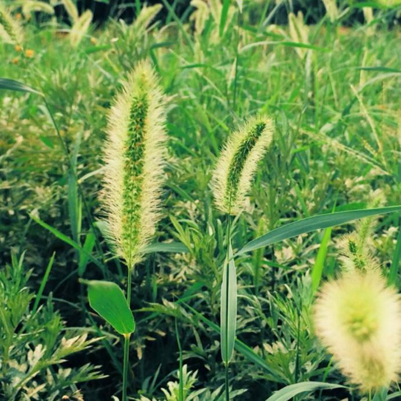 狗尾草 狗尾草