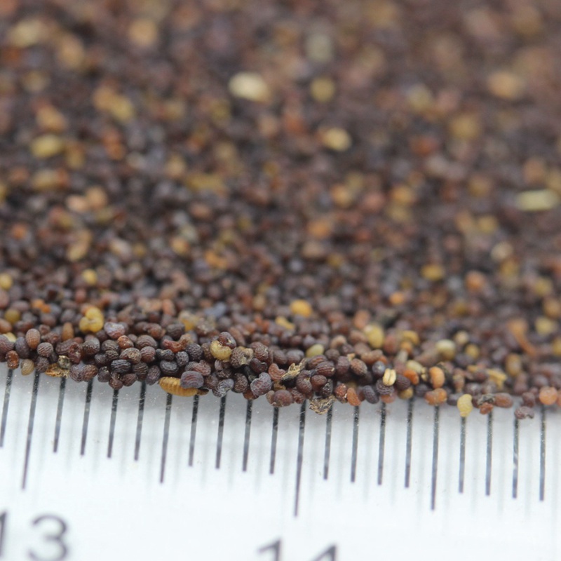 紅色虞美人 紅色虞美人