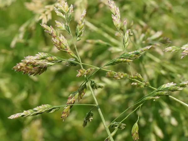 草地早熟禾種子——Poa pratensis 草地早熟禾種子——Poa pratensis