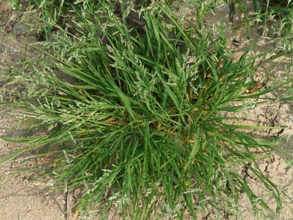 草地早熟禾種子——Poa pratensis 草地早熟禾種子——Poa pratensis