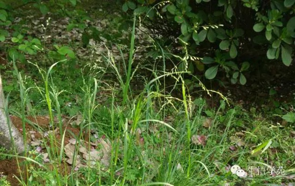 早熟禾(草坪種子) 早熟禾(草坪種子)