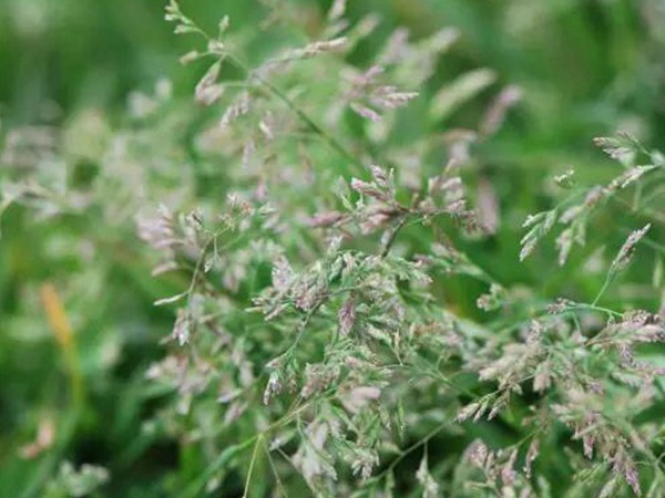 早熟禾(草坪種子) 早熟禾(草坪種子)