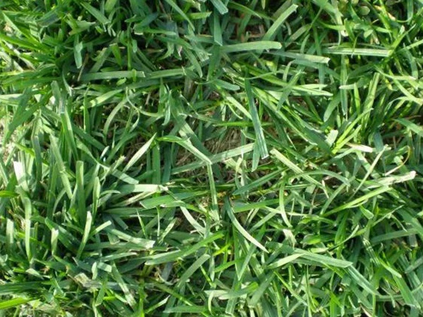 早熟禾草坪種子特點介紹以及鳥巢性狀種植方法 早熟禾草坪種子特點介紹以及鳥巢性狀種植方法