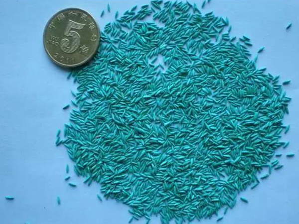 早熟禾草坪種子特點介紹以及鳥巢性狀種植方法 早熟禾草坪種子特點介紹以及鳥巢性狀種植方法