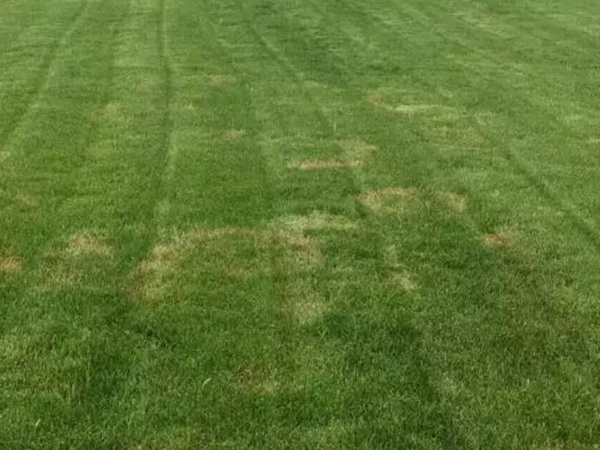 早熟禾草坪種子特點介紹以及鳥巢性狀種植方法 早熟禾草坪種子特點介紹以及鳥巢性狀種植方法