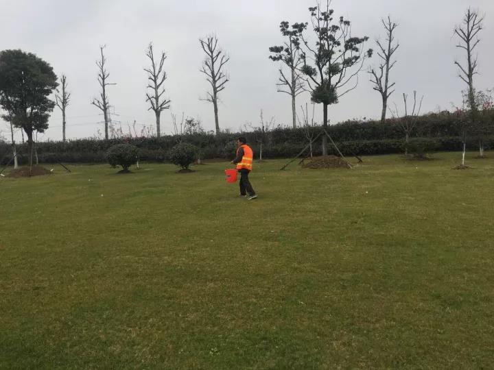 果嶺草冬季養(yǎng)殖方法以及養(yǎng)護(hù)技術(shù) 果嶺草冬季養(yǎng)殖方法以及養(yǎng)護(hù)技術(shù)