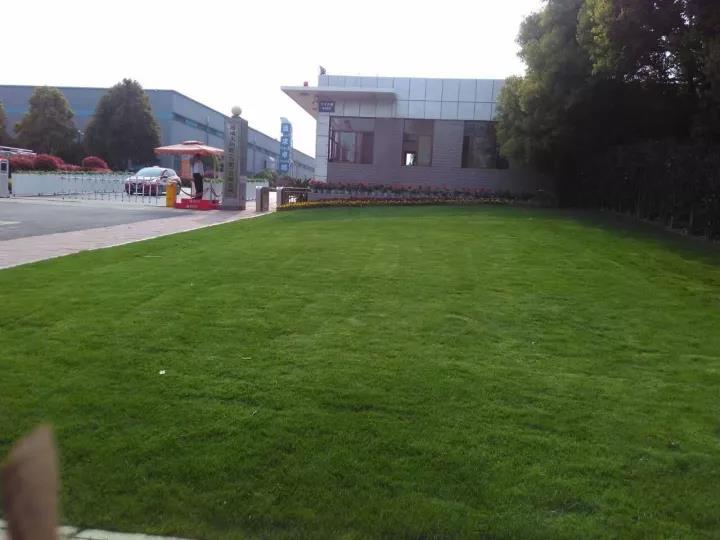 果嶺草冬季養(yǎng)殖方法以及養(yǎng)護(hù)技術(shù) 果嶺草冬季養(yǎng)殖方法以及養(yǎng)護(hù)技術(shù)