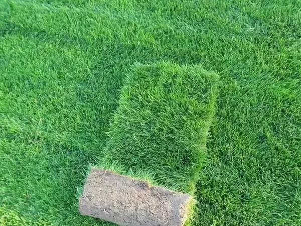 果嶺草管理方法以及播種養護技術 果嶺草管理方法以及播種養護技術