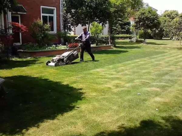 果嶺草種植基本養護技術,什么時候種植發芽率最好 果嶺草種植基本養護技術,什么時候種植發芽率最好