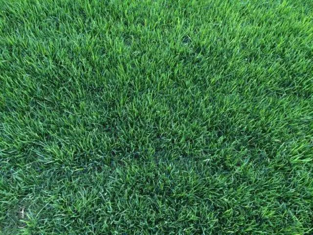 果嶺草冬季追播黑麥草最佳時間什么時候比較合適 果嶺草冬季追播黑麥草最佳時間什么時候比較合適