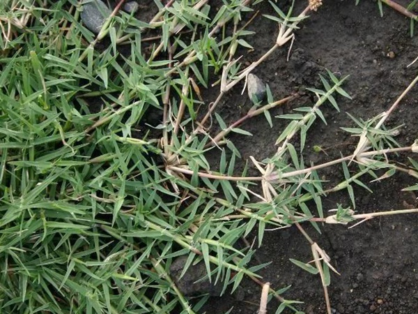 狗牙根品種基本介紹,種植效果 狗牙根品種基本介紹,種植效果