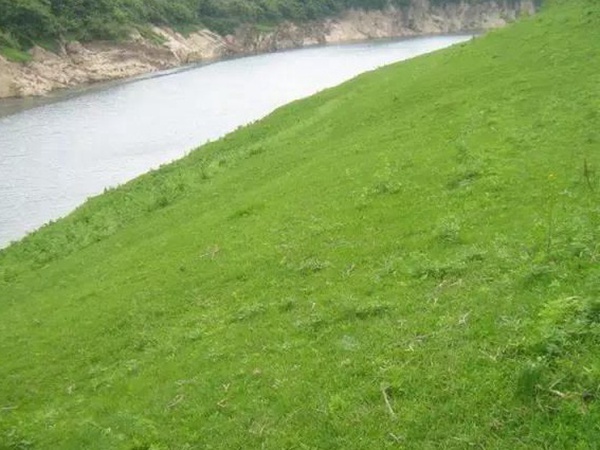 狗牙根草坪建植方法以及播種需要注意的 狗牙根草坪建植方法以及播種需要注意的