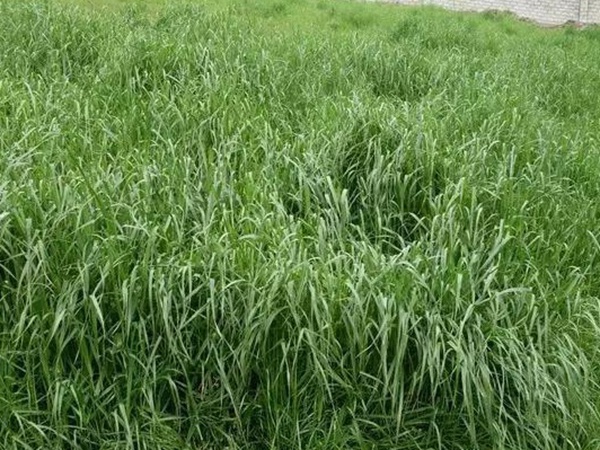 紅三葉種子種植方法?批發價格多少錢一斤? 紅三葉種子種植方法?批發價格多少錢一斤?