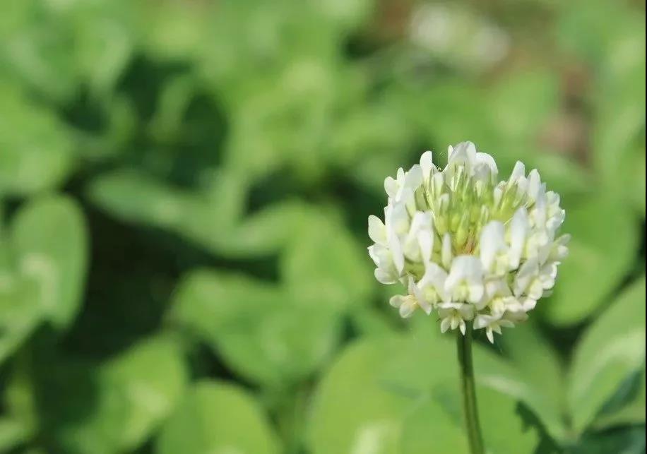 亞熱帶油茶林套種白三葉益處有哪些？