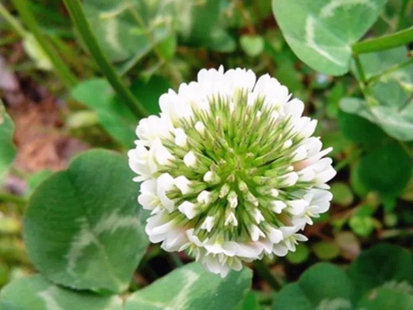 優(yōu)質(zhì)牧草白三葉草種——栽培技術(shù) 優(yōu)質(zhì)牧草白三葉草種——栽培技術(shù)