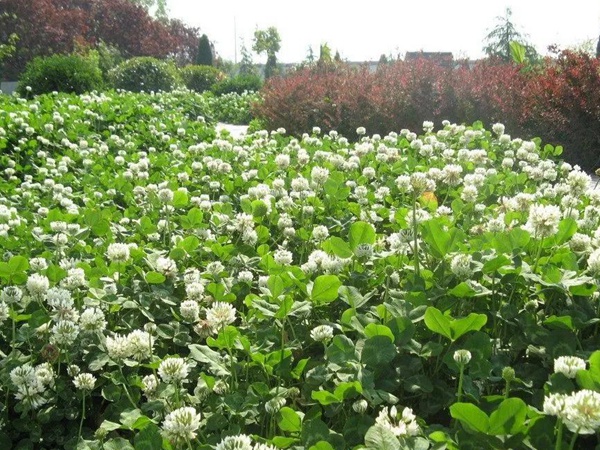 優(yōu)質(zhì)牧草白三葉草種——栽培技術(shù) 優(yōu)質(zhì)牧草白三葉草種——栽培技術(shù)