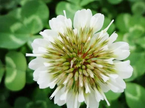 種植白三葉種子需要幾個(gè)步驟 種植白三葉種子需要幾個(gè)步驟