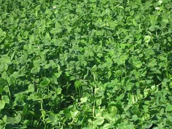 種植白三葉,不但可以綠化環境,而且改善空氣質量 種植白三葉,不但可以綠化環境,而且改善空氣質量