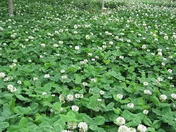 種植白三葉,不但可以綠化環境,而且改善空氣質量 種植白三葉,不但可以綠化環境,而且改善空氣質量