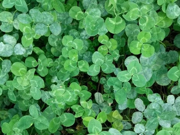 白三葉病蟲(chóng)防害需要怎么防治方法 白三葉病蟲(chóng)防害需要怎么防治方法