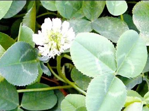 白三葉病蟲(chóng)防害需要怎么防治方法 白三葉病蟲(chóng)防害需要怎么防治方法