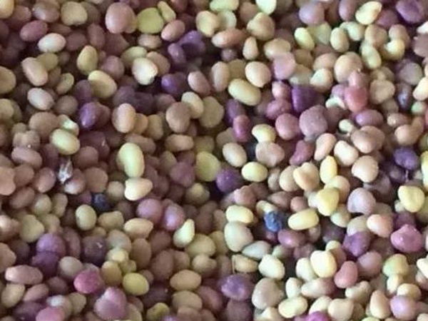 白三葉在北方最佳種植時間是什么時候？