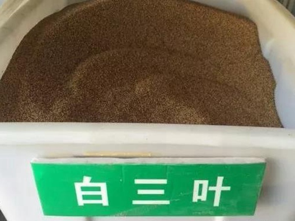 白三葉在北方最佳種植時間是什么時候？