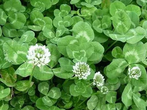 白三葉在北方最佳種植時間是什么時候？