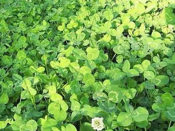 白三葉在北方最佳種植時間是什么時候？