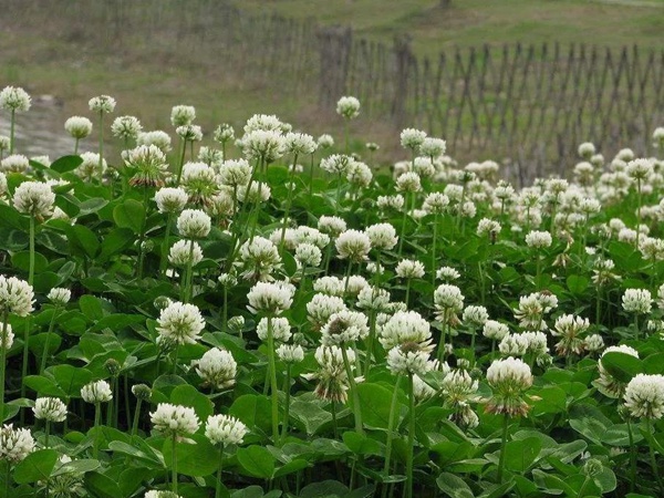 白三葉品種基本詳情,管理方法 白三葉品種基本詳情,管理方法