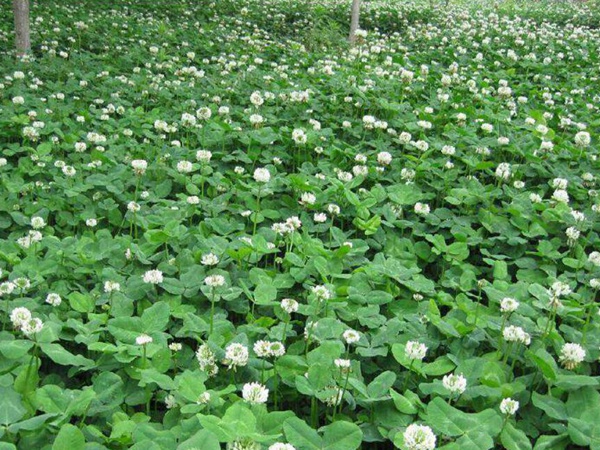 白三葉品種基本詳情,管理方法 白三葉品種基本詳情,管理方法