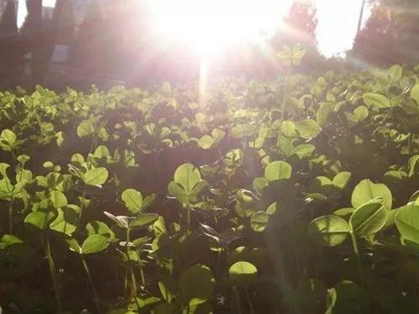 白三葉——種植簡單的草坪 白三葉——種植簡單的草坪