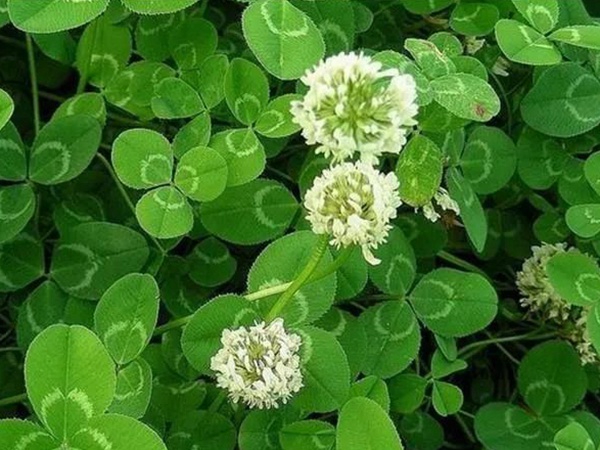 白三葉——種植簡單的草坪 白三葉——種植簡單的草坪