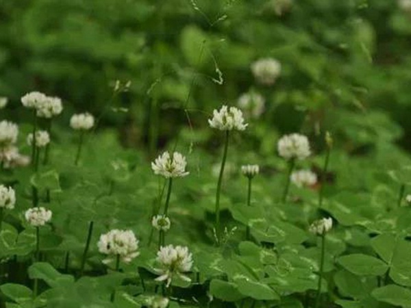 白三葉栽培管理方法及飼用價值 白三葉栽培管理方法及飼用價值