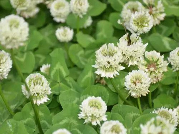 白三葉建植方法和養護管理關鍵的技術