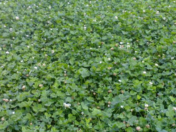 白三葉建植方法和養護管理關鍵的技術