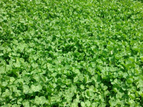 白三葉建植方法和養護管理關鍵的技術