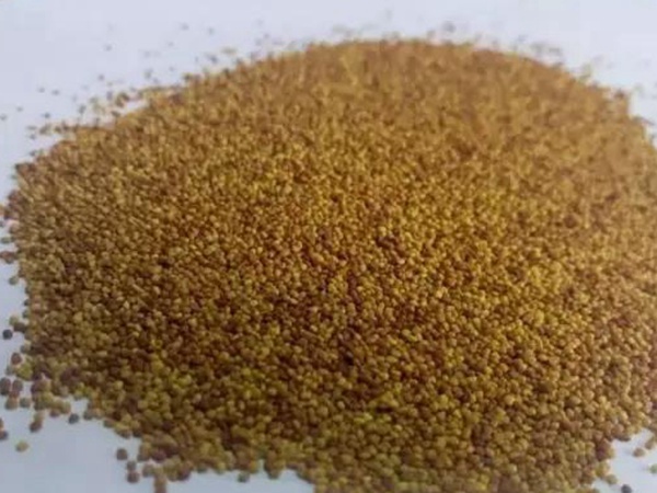 白三葉品種——克朗德 白三葉品種——克朗德