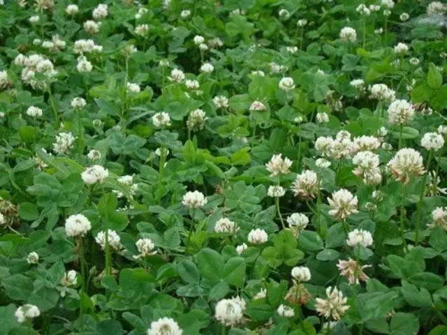 牧草養豬---白三葉栽培方法管理技術 牧草養豬---白三葉栽培方法管理技術