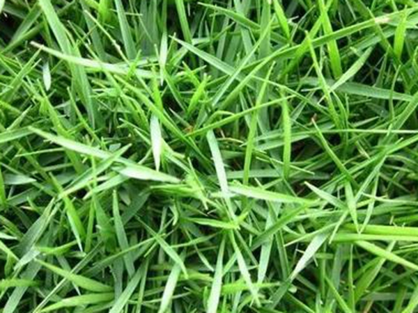 常見(jiàn)的草坪草種種類(lèi)——日本結(jié)縷草 常見(jiàn)的草坪草種種類(lèi)——日本結(jié)縷草