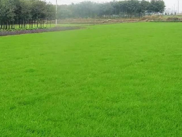 常見(jiàn)的草坪草種種類(lèi)——日本結(jié)縷草 常見(jiàn)的草坪草種種類(lèi)——日本結(jié)縷草